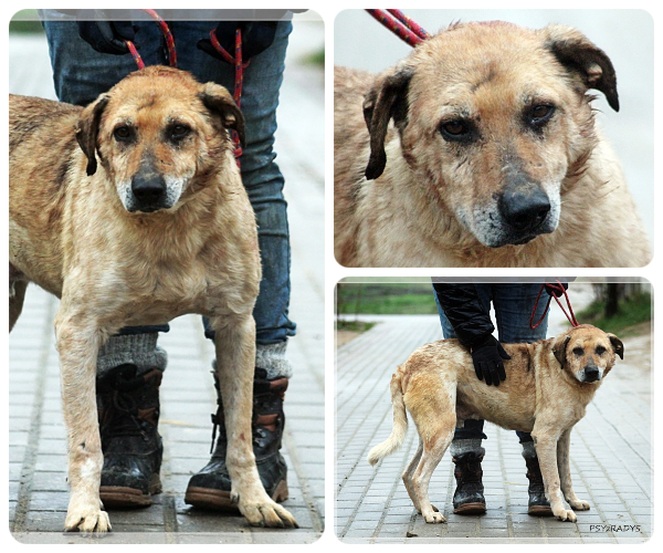 BeFunky-collage (18)