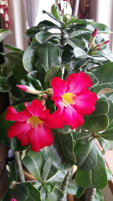 [Image: 12-FA3985-EE22-433-F-A07-B-8-D09-DB2155-E2.jpg]