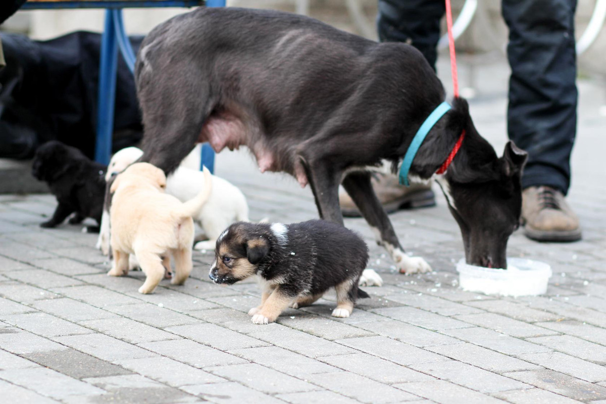 зося и щенки