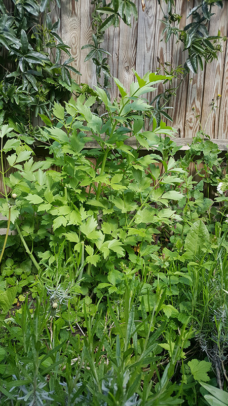 lovage.jpg