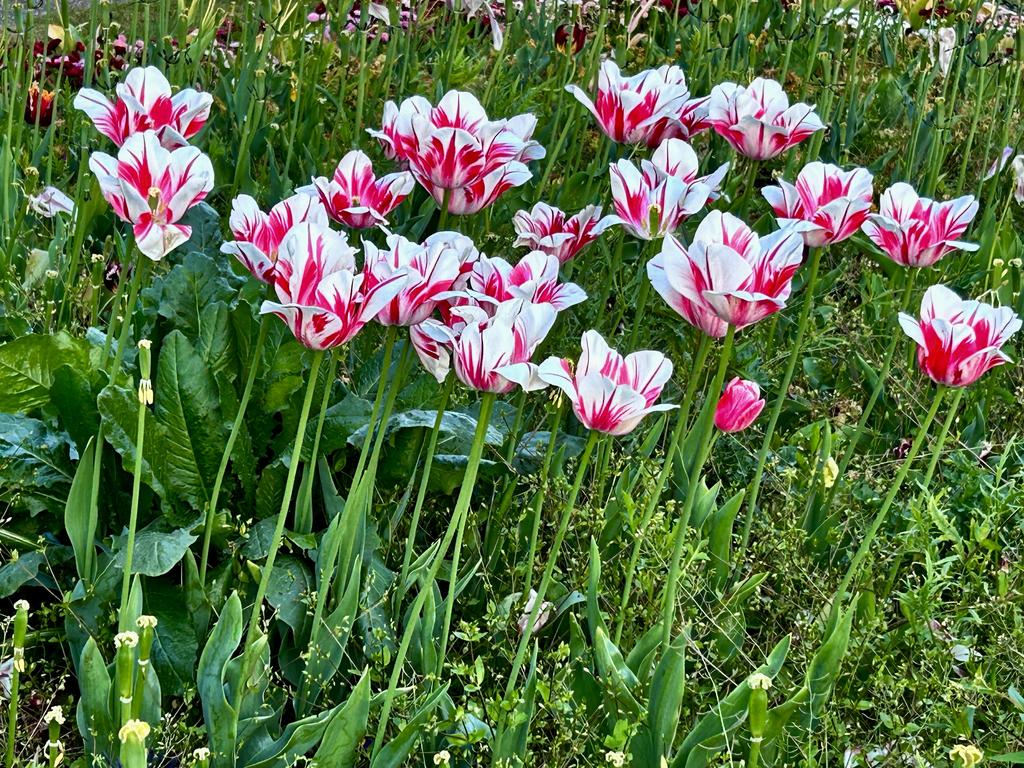 Пёстрая лента. Путешествие по сельским дорогам Англии в мае 2025 г.