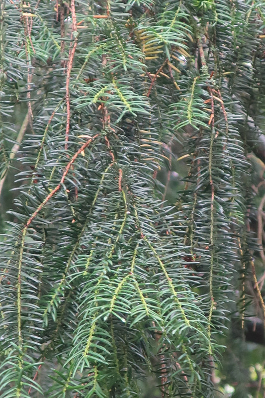 IMG_3999