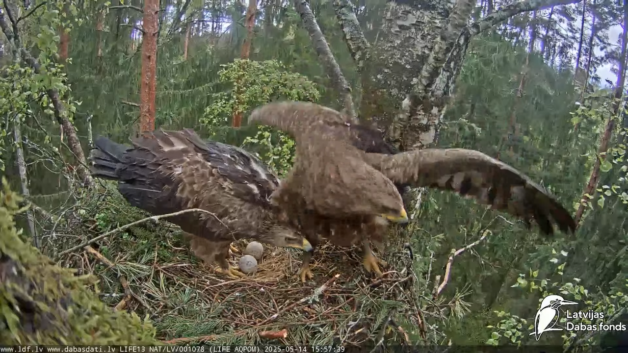 Mazais ērglis (Clanga pomarina), ligzda bērzā 14-2-45 screenshot
