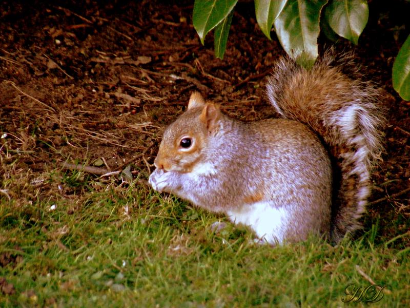 Animal-squirrel-HD.jpg