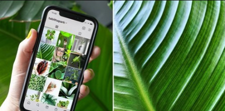 Plant Photography: Take Better Photos at Home for Instagram
