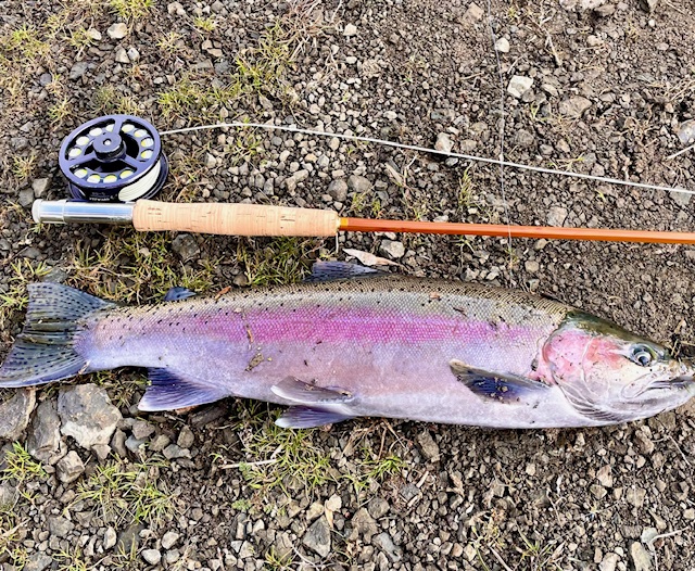 Steelhead and Granger_2406