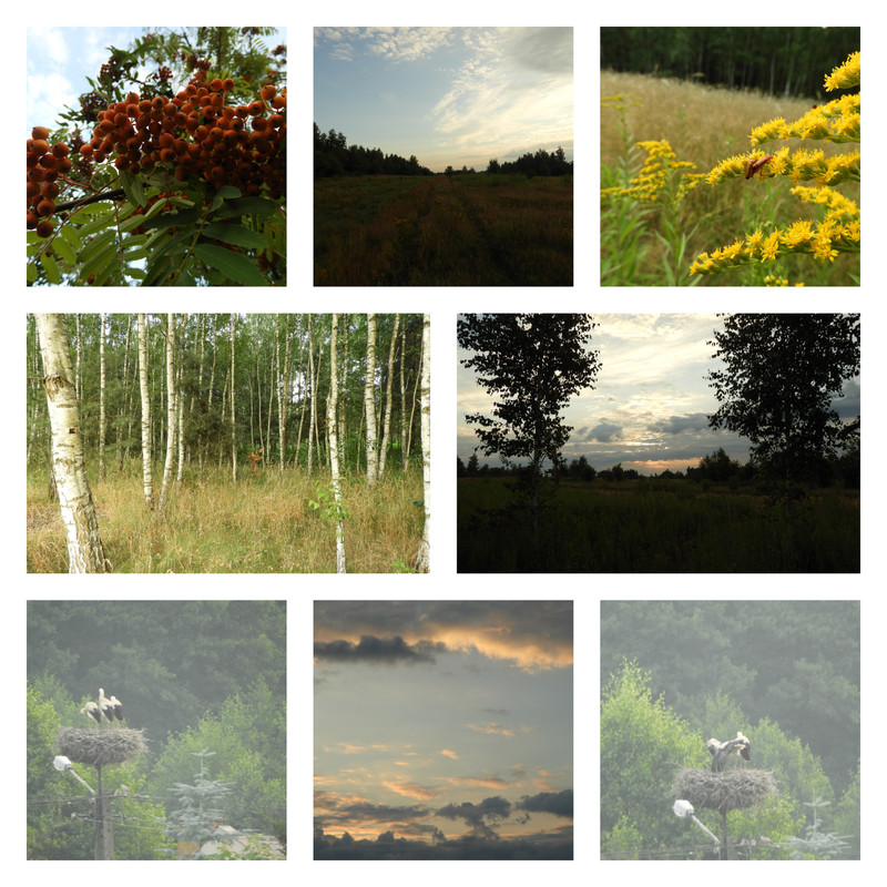 iscciagleiscwstronebociankow