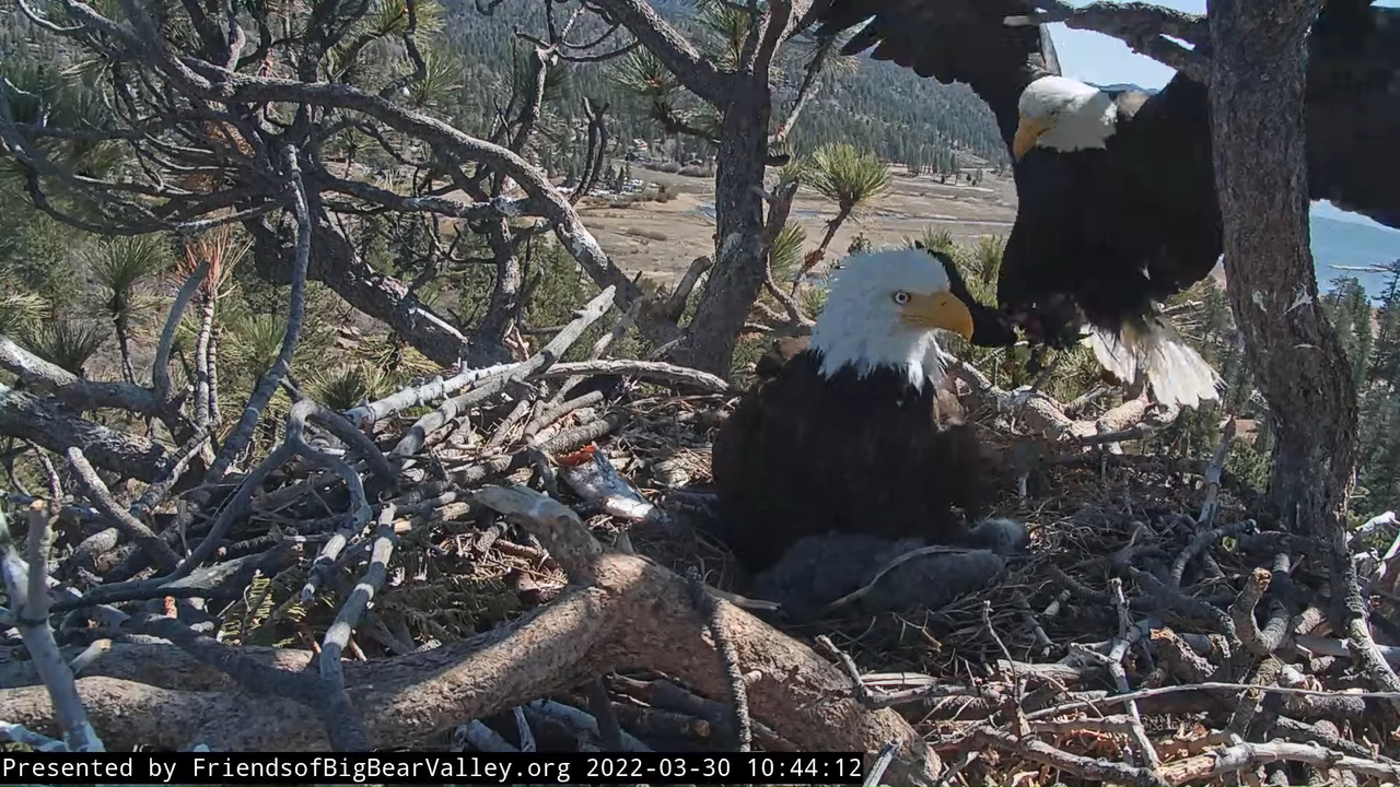 Big Bear Bald Eagle Live Nest Cam 10-20-2 screenshot (1)