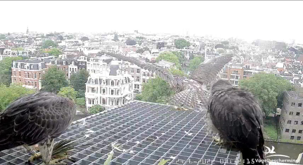 Amsterdam/Rijksmuseum screenshots © Beleef de Lente/Vogelbescherming Nederland - Pagina 32 Video-2022-06-24-093834-Moment-6