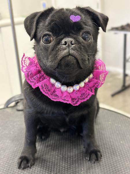 Cão de pelo preto brilhante — Realce Black