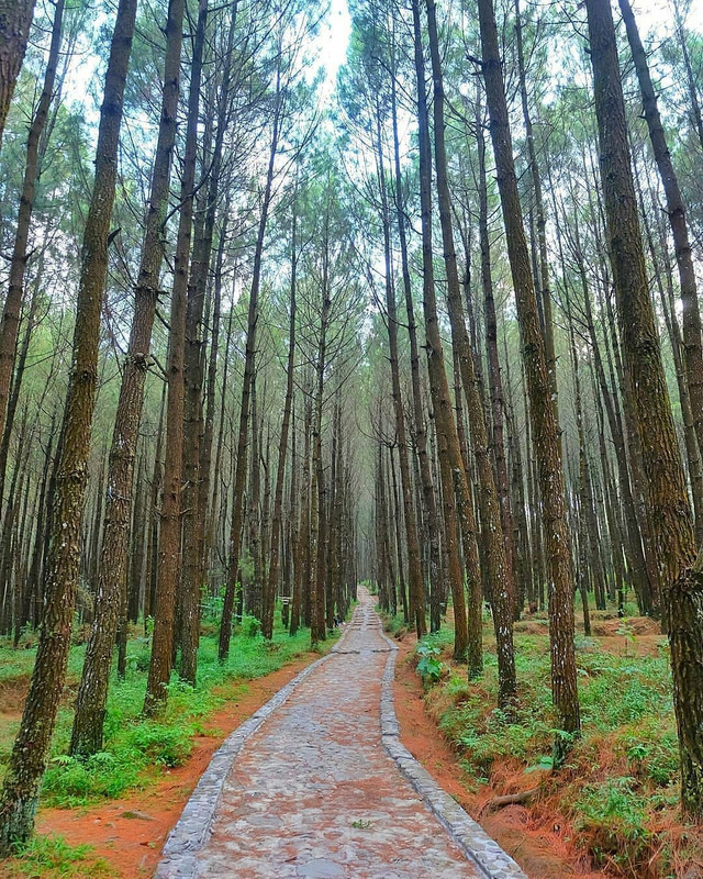 Hutan Pinus Kayon