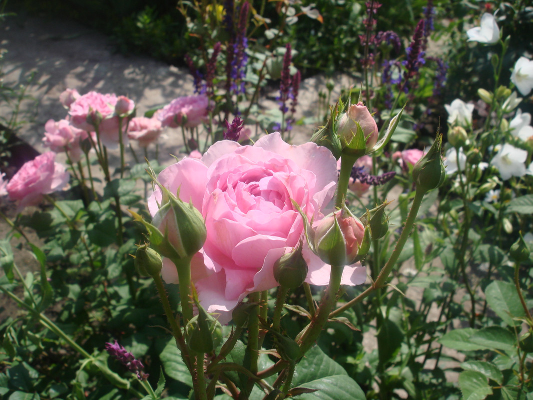 DSC00922