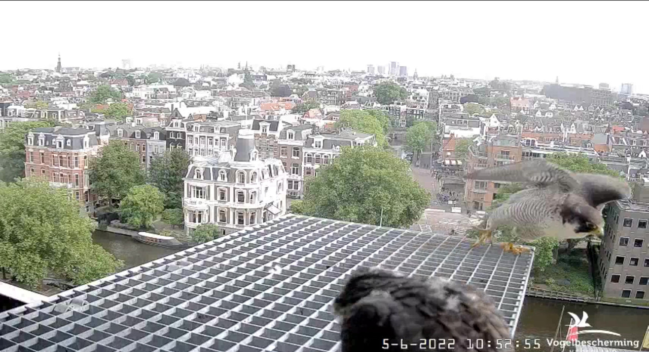 Amsterdam/Rijksmuseum screenshots © Beleef de Lente/Vogelbescherming Nederland - Pagina 18 Video-2022-06-05-105440-Moment-3