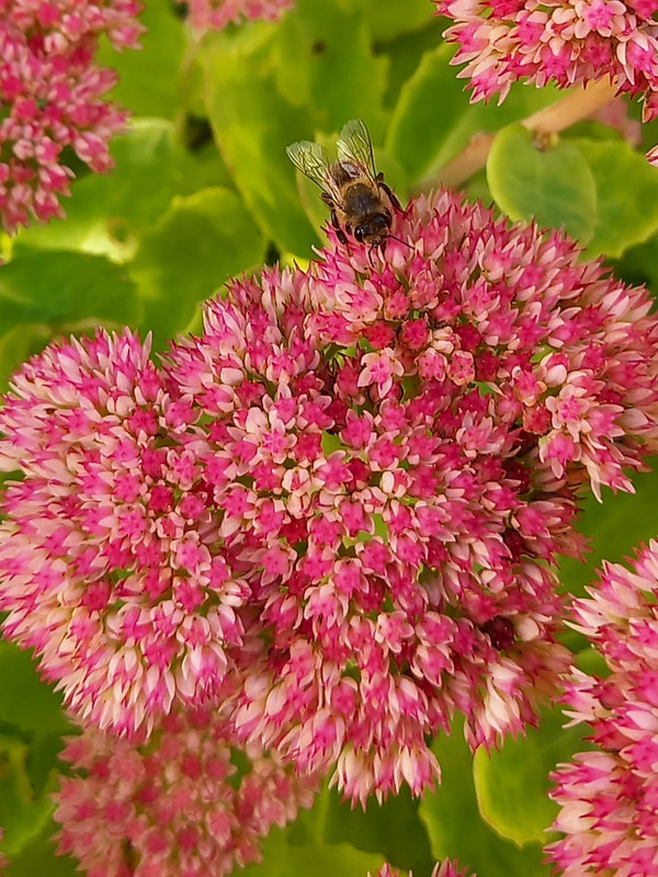 sedum2.jpg