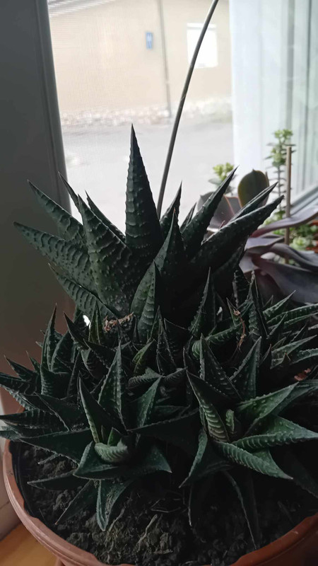 451070113_1222712815554399_5645407212722818698_n