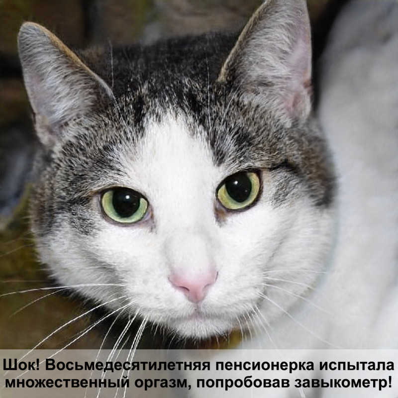 котята 2 недели