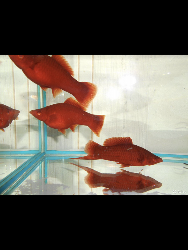 9A2AD2FF-98B0-47D0-8BA3-71128D45B750