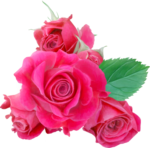 Roses2