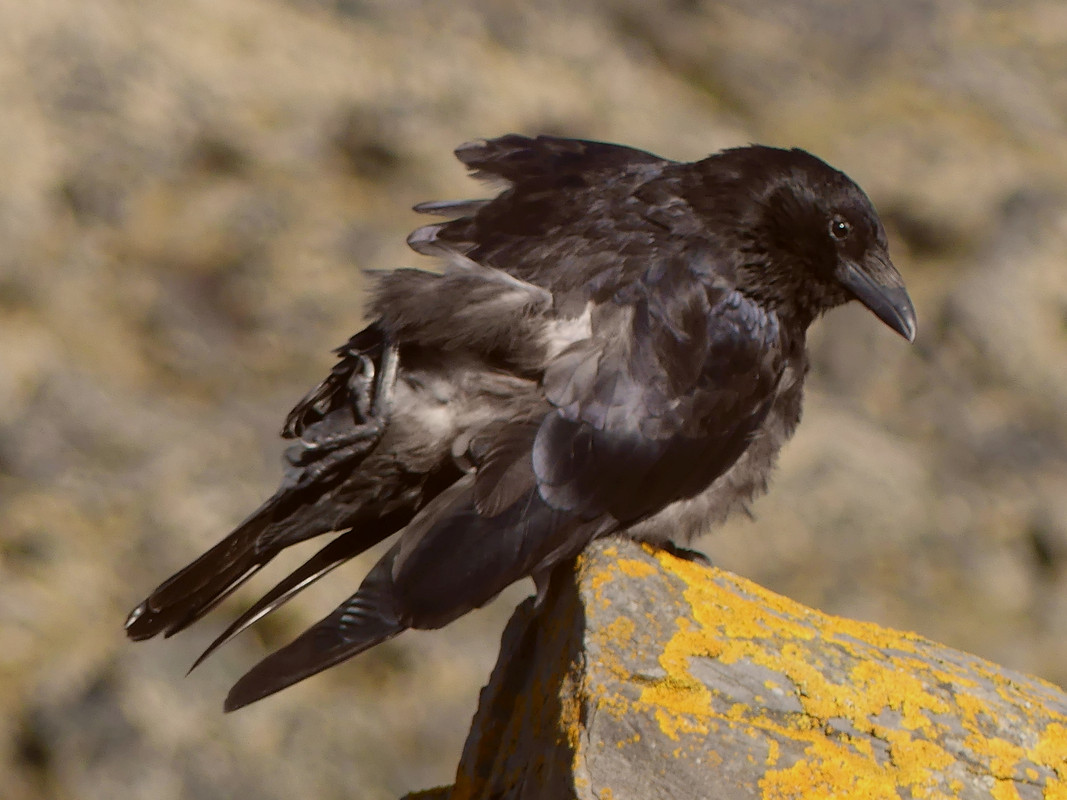 CROW 14 270724