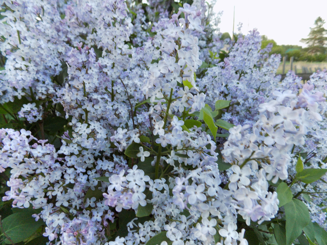 DSCN8184