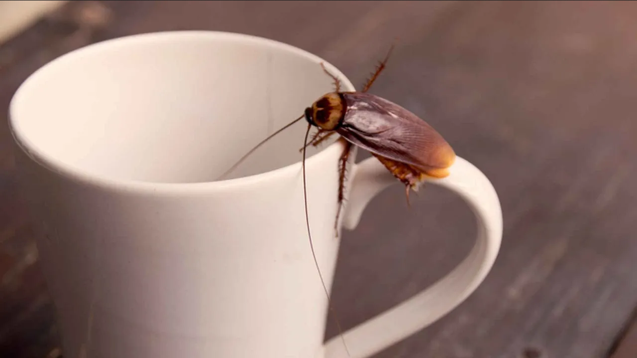 ¿Qué hacer para repeler a las cucarachas? Haz una vela casera para ahuyentarlas