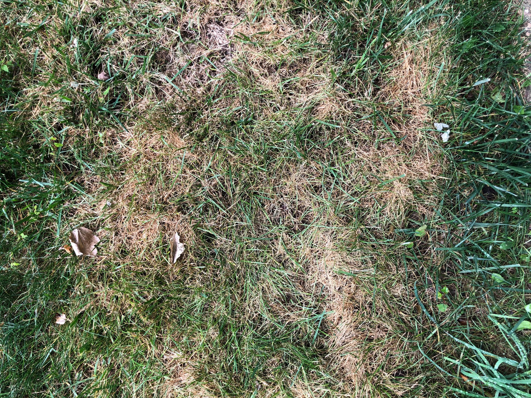 Tall Fescue Is this Fungus? Lawn Care Forum