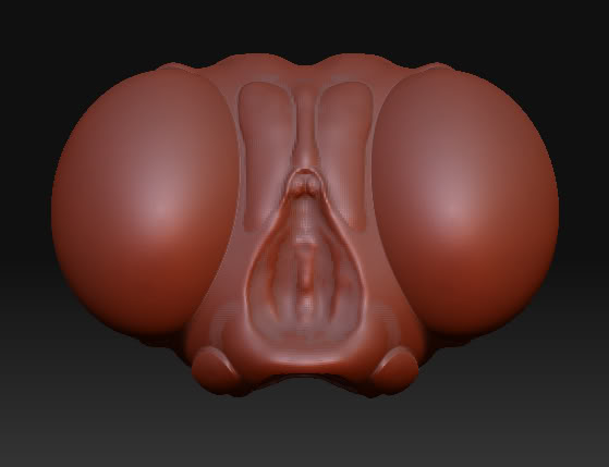 head-prebase.jpg