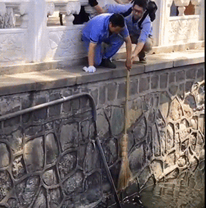 Amazing-Cat-GIF-Good-Samaritan-rescues-with-a-broom-a-poor-cat-that-fell-in-the-river-ok-cats.gif
