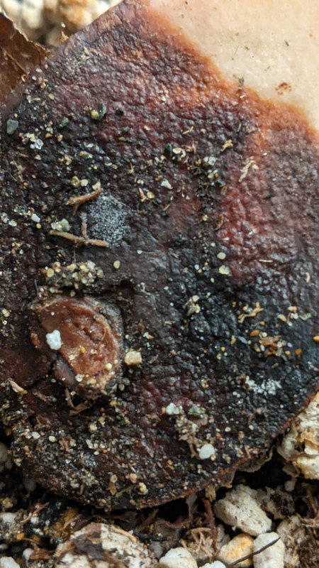 PXL_20231204_013157853