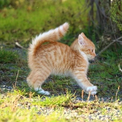 Kitten playing outside