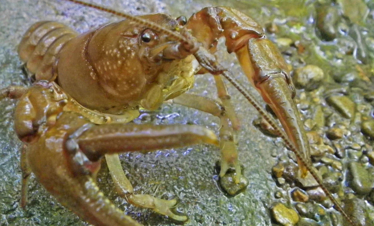 2016-09-03 - rusty crayfish