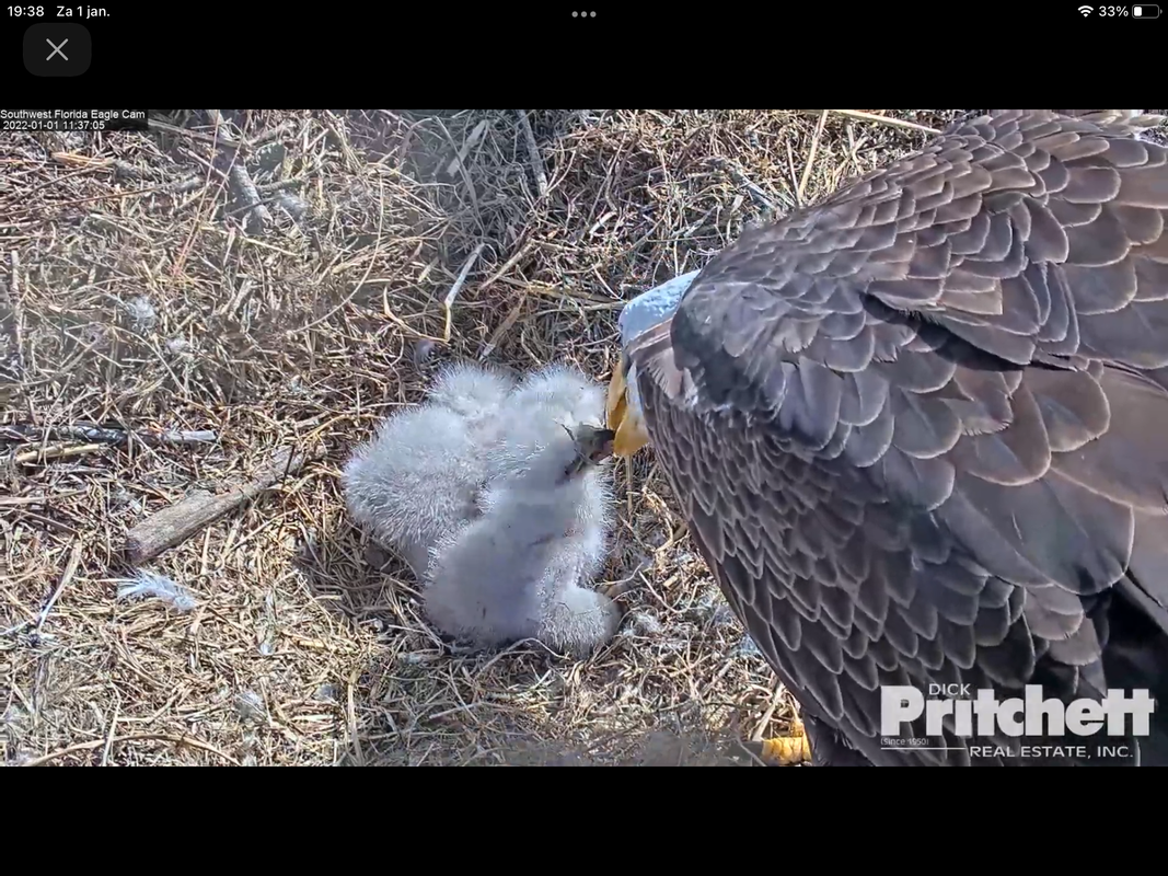 F3CF4193-AA49-4BAF-984A-1FF9A36ADDAA