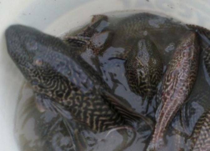 Ikan Cuci Cermin Bantu Kurangkan Derita Pesakit Ekzema 