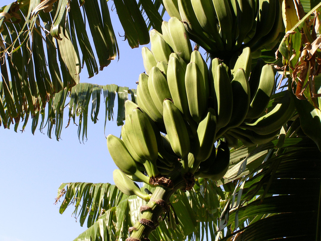 Органические бананы зачем они лучше обычных и как их выбрать