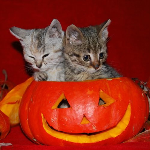 Two kittens inside of a jack-o-lantern.