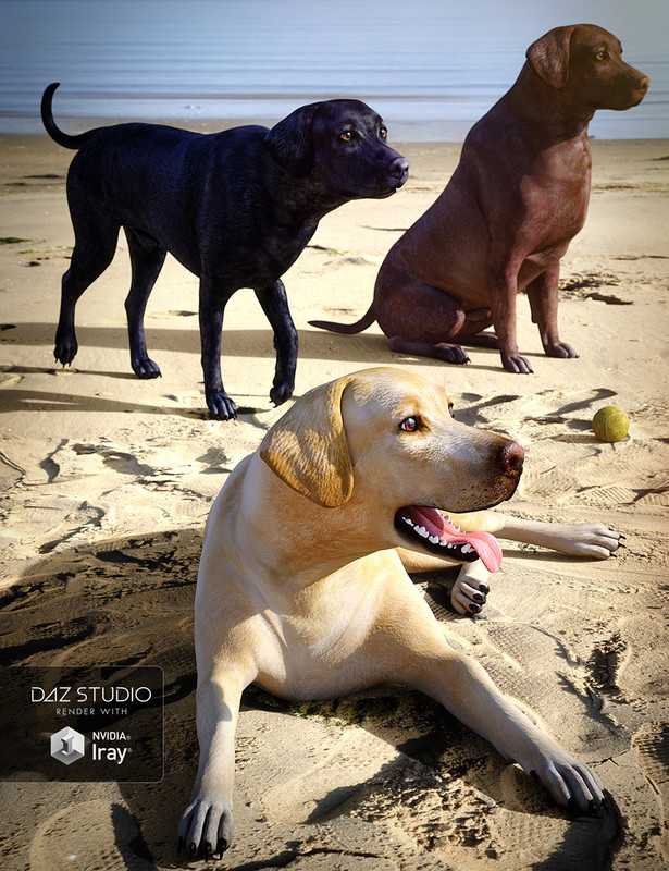 Labrador for Daz Dog 8 Labrador for Daz Dog 8