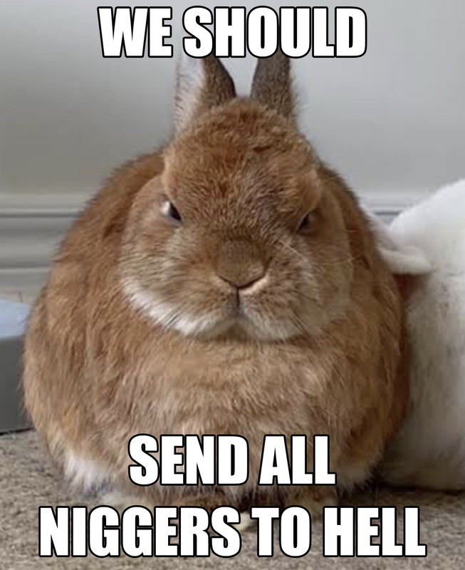 bunny.jpg