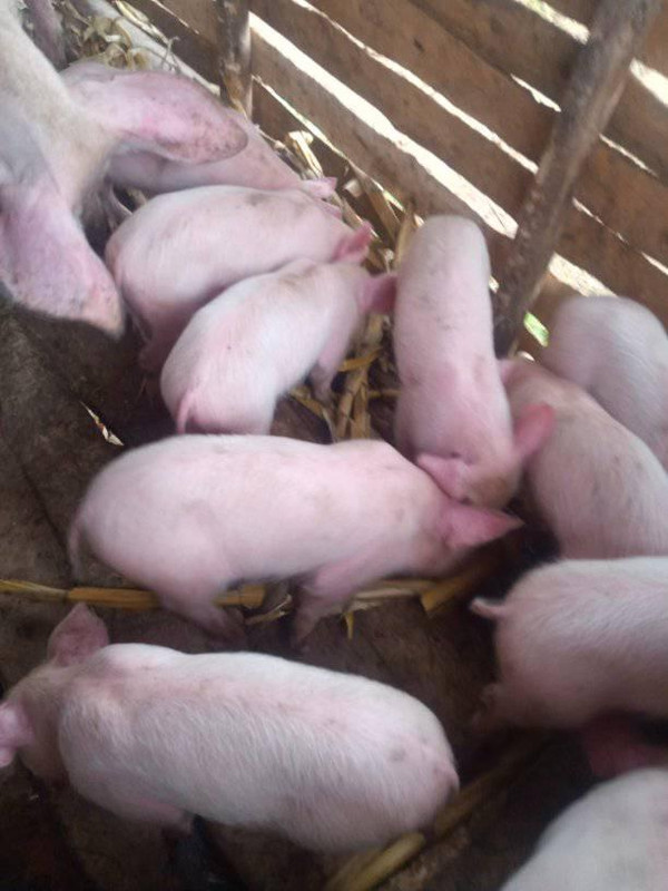 Piglets