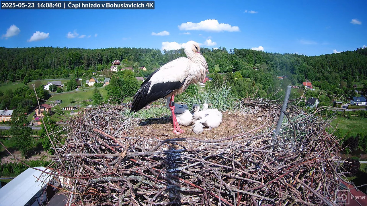 Živě z čapího komína firmy KARA v Bohuslavicích u Trutnova 13-32-15 screenshot