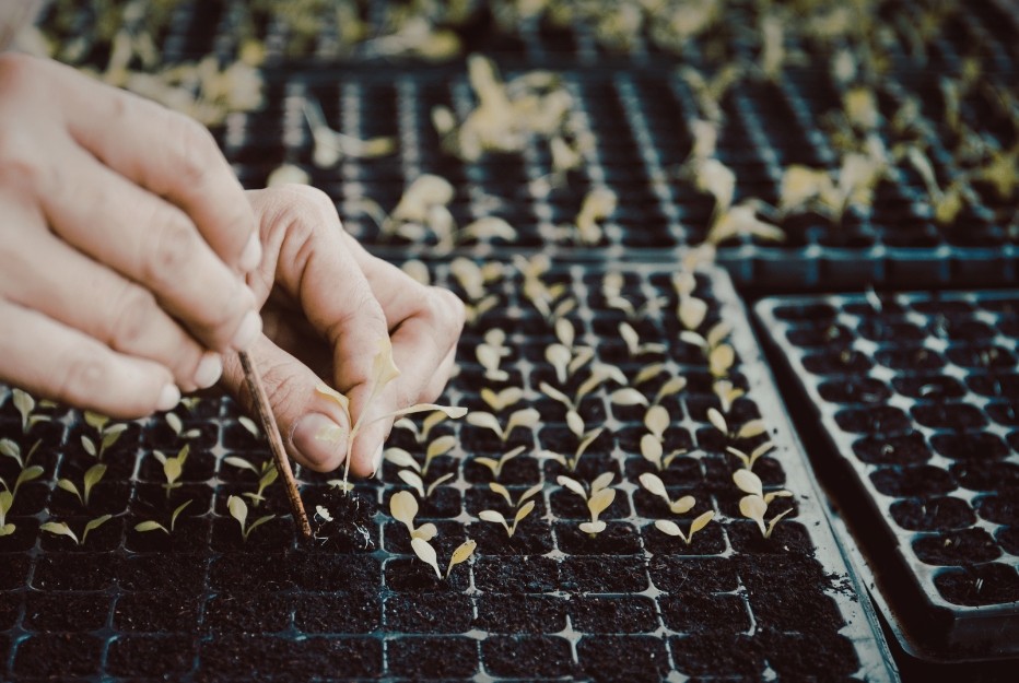 Transplanting chilli seedlings into a pot or garden bed