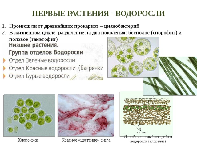Роль микробиоты в формировании здоровой растительности в ландшафтном дизайне