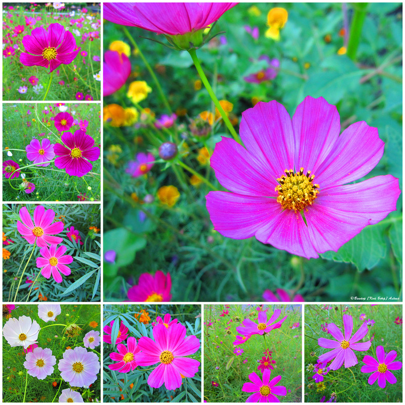 городские цветы5-1