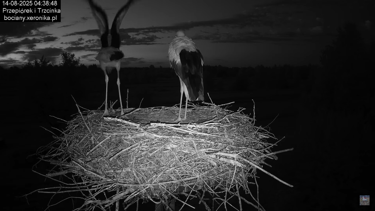 14082025bociany2