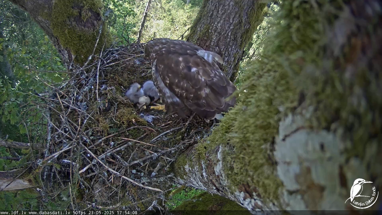 Melnās klijas (Milvus migrans) Kurzemē_ peļu klijāni (Buteo buteo) 12-43-48 screenshot