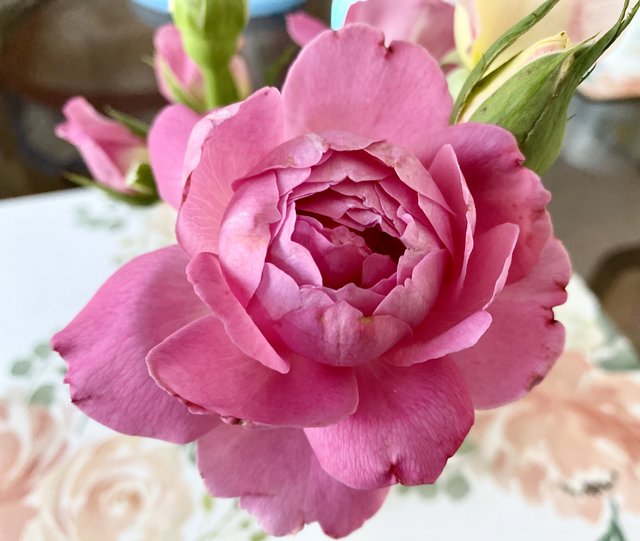 [Image: 5-B8195-BB-D058-4-F12-9-E93-18624-E47-C01-C.jpg]