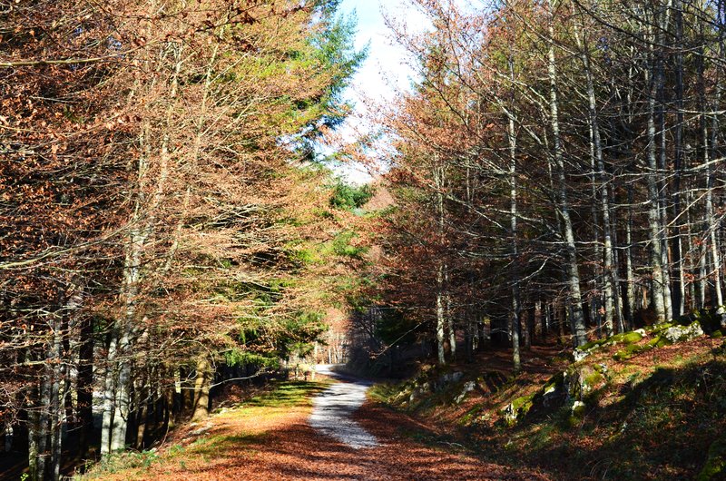 SELVA DE IRATI-14-11-2015-NAVARRA - Paseando por España-1991/2024 (73)