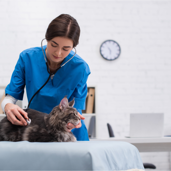 Una mujer con camisa azul examinando a un gato en camilla.