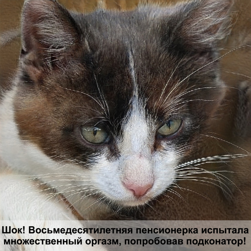 как правильно сделать укол кошке