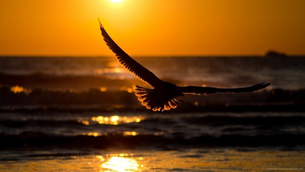 beautiful-hawk-flying-during-sunset-wallpaper-e1438035454629xxxx.jpg
