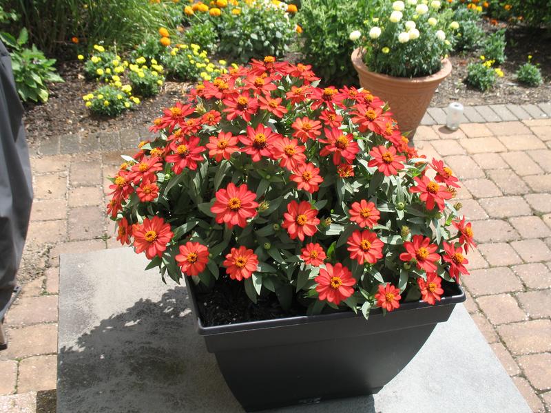 Lawn and Gardens 07.20.2018  (2)